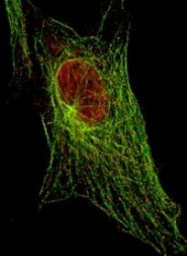 NBP1-77817 - Histone H3.2