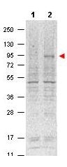 NBP1-77817 - Histone H3.2