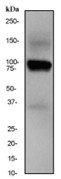 NB100-80005 - ATP1A1