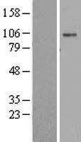 NBL1-07808 - Sodium Potassium ATPase Alpha 2 Lysate
