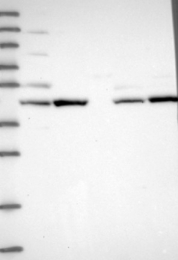 NBP1-92435 - TMEM23 / SGMS1