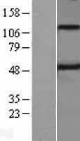 NBL1-17126 - Spinesin Lysate