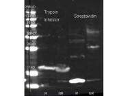 NB120-7240 - Streptavidin