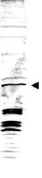 NB600-932 - swi6