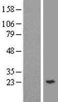 NBL1-17936 - Synaptobrevin homolog YKT6 Lysate
