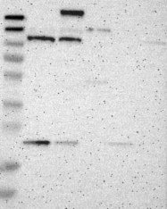 NBP1-90117 - TMF / TMF1