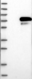 NBP1-89680 - HNF1 beta / TCF2