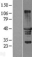 NBL1-16787 - TCP10 Lysate