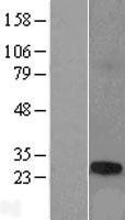 NBL1-16788 - TCP10L Lysate