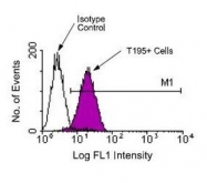 NBP1-28062 - T Cell Receptor (TCR) alpha/beta