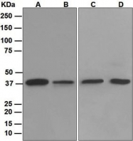 NBP1-95783 - TIMM50