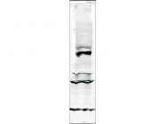 NBP1-77982 - RAD9A