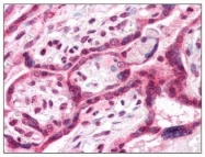 NBP1-44369 - TM9SF4