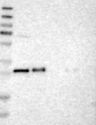 NBP1-81595 - TMED1