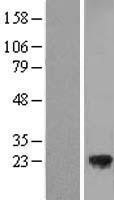 NBL1-16982 - TMED3 Lysate