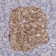 NBP1-84744 - TMED8 / FAM15B