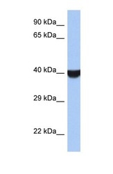 NBP1-55452 - TMED8 / FAM15B