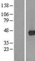 NBL1-16985 - TMED8 Lysate