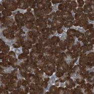 NBP1-83193 - TMED9