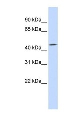 NBP1-62413 - Tomoregulin-1 / TMEFF1