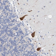 NBP1-83158 - TMEM126B
