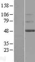 NBL1-17009 - TMEM130 Lysate