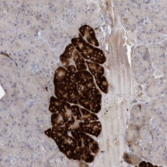 NBP1-93575 - TMEM132B