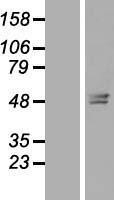 NBL1-17016 - TMEM143 Lysate