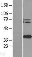NBL1-17038 - TMEM173 Lysate