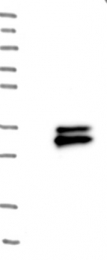 NBP1-83283 - TMEM176A / HCA112