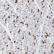 NBP1-86062 - TMEM179B