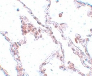 NBP1-77143 - TMEM184B