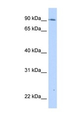 NBP1-62475 - TMEM24 / C2CD2L