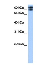 NBP1-69582 - TMEM24 / C2CD2L