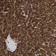 NBP1-82237 - TMEM25