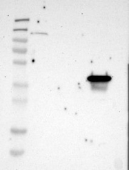 NBP1-82237 - TMEM25