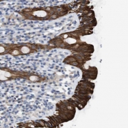 NBP1-83980 - TMEM26