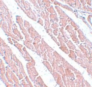 NBP1-77144 - TMEM184C / TMEM34