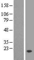 NBL1-17087 - TMEM50B Lysate