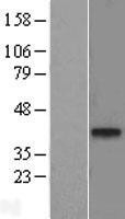 NBL1-17094 - TMEM59L Lysate