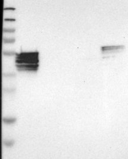 NBP1-81999 - TMEM68