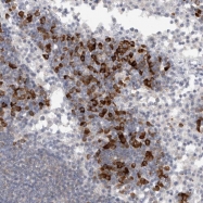 NBP1-90713 - TMEM69