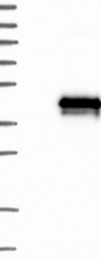 NBP1-83546 - TMEM74
