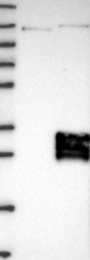 NBP1-80675 - TMEM9