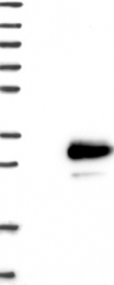 NBP1-84154 - TMEM98