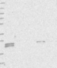 NBP1-88545 - TMEM9B