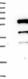 NBP1-82608 - TMPRSS4