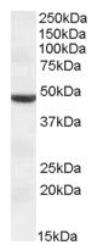 NBP1-36997 - TMPRSS4