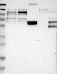 NBP1-88837 - TMTC1