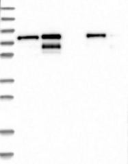 NBP1-85027 - TMTC2